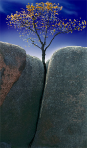 Tree and Rock